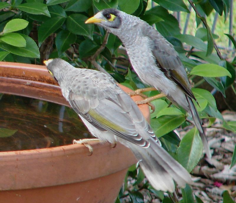 snap happy birding noisy miner snap happy birding noisy miner