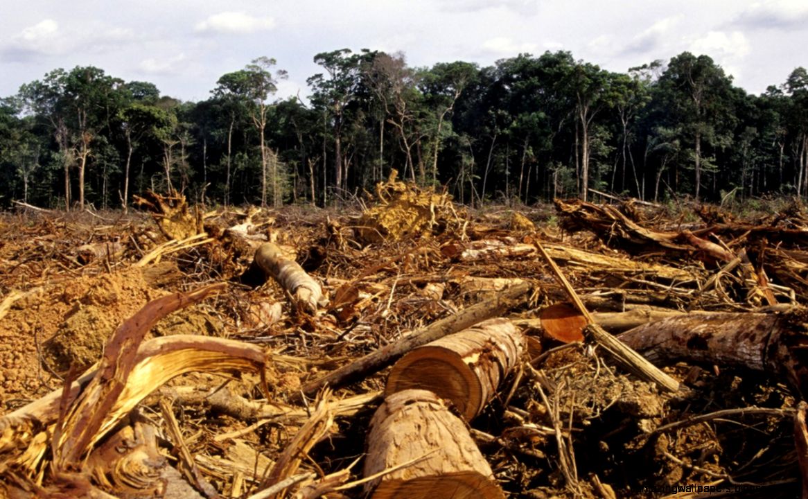 Deforestation of the Brazilian Amazon rainforest has increased Deforestation of the Brazilian Amazon rainforest has increased