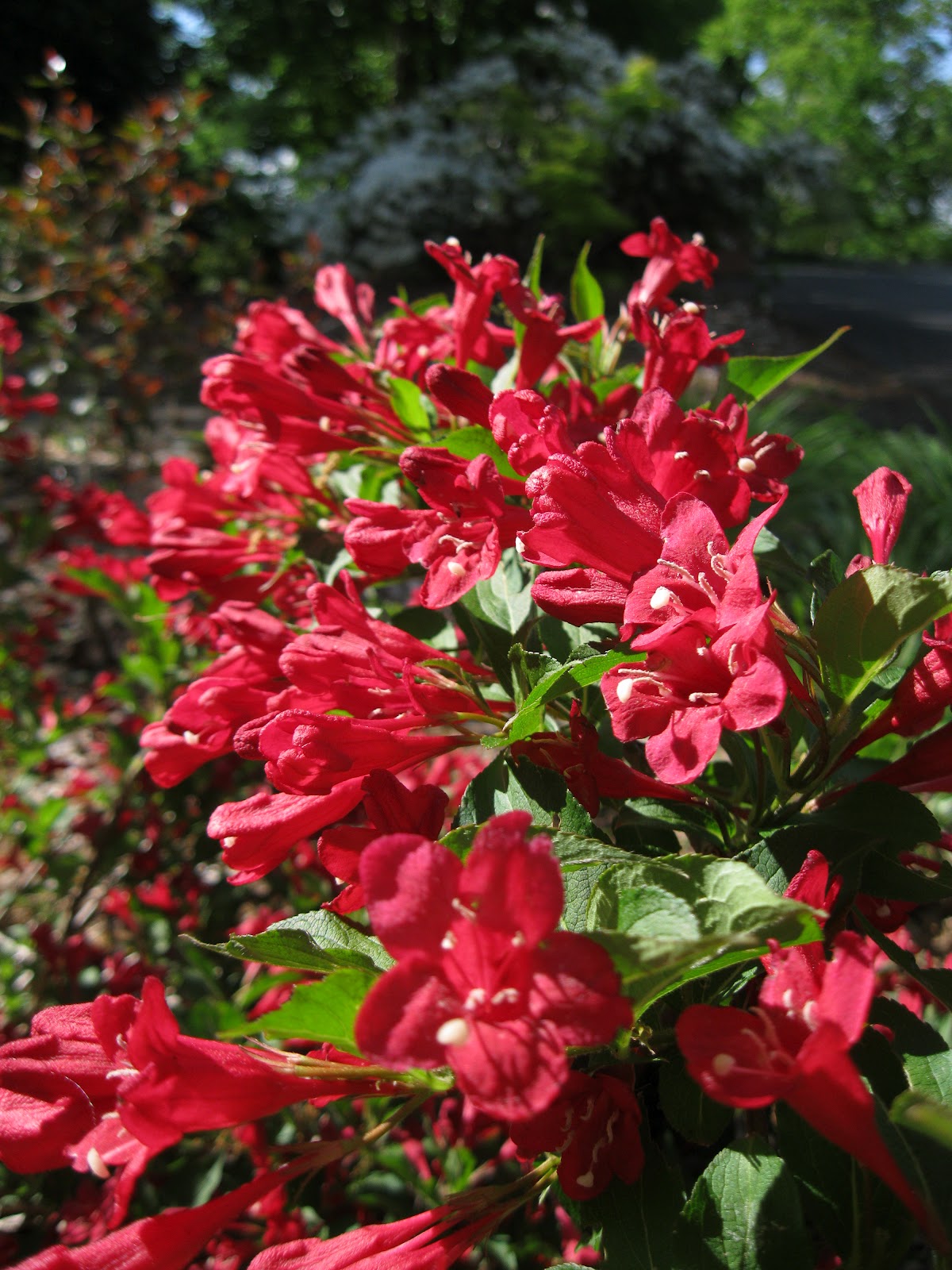 1003 Gardens: It's weigelia season; they're the marigolds of flowering
