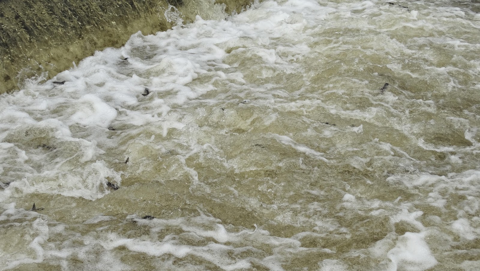 Elaine's Creative Works Middleboro's Herring Run Festival at Oliver