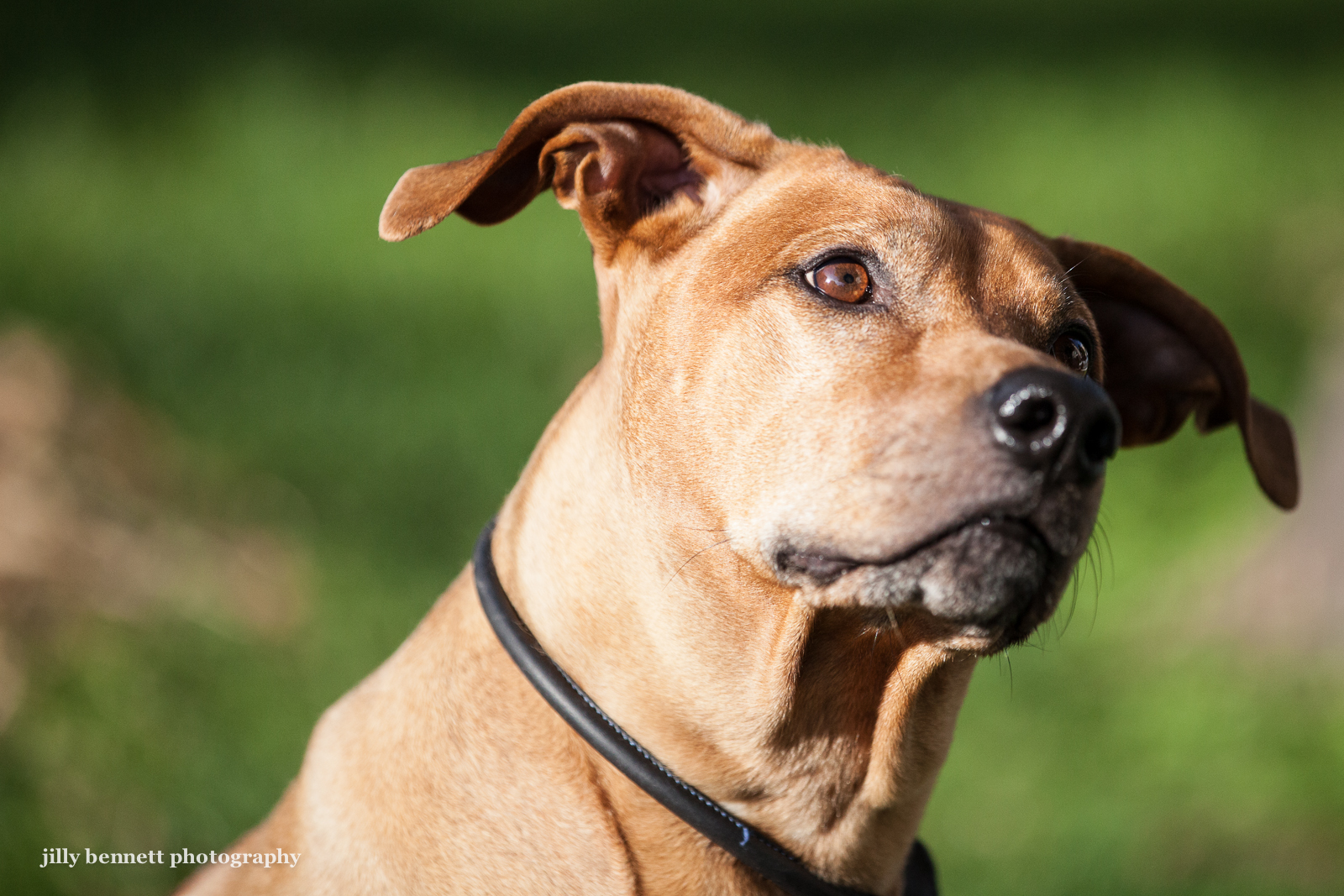 rhodesian ridgeback golden retriever mix rhodesian ridgeback golden retriever mix rhodesian ridgeback golden retriever mix rhodesian ridgeback golden retriever mix