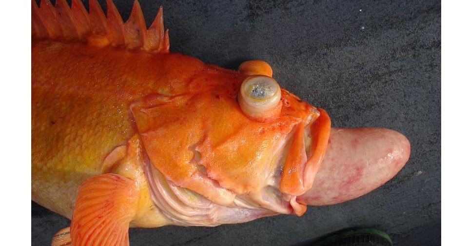 The Aquaculturists 06/01/2015 How Anglers Are Learning To Save Fish