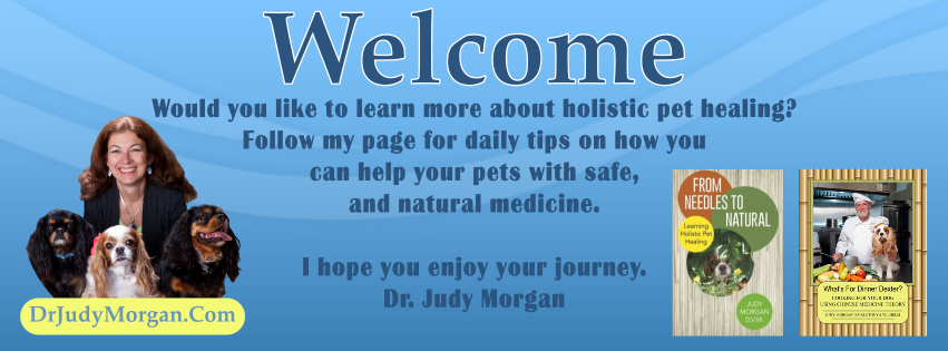Dr. Judy Morgan-Natural Pet Care