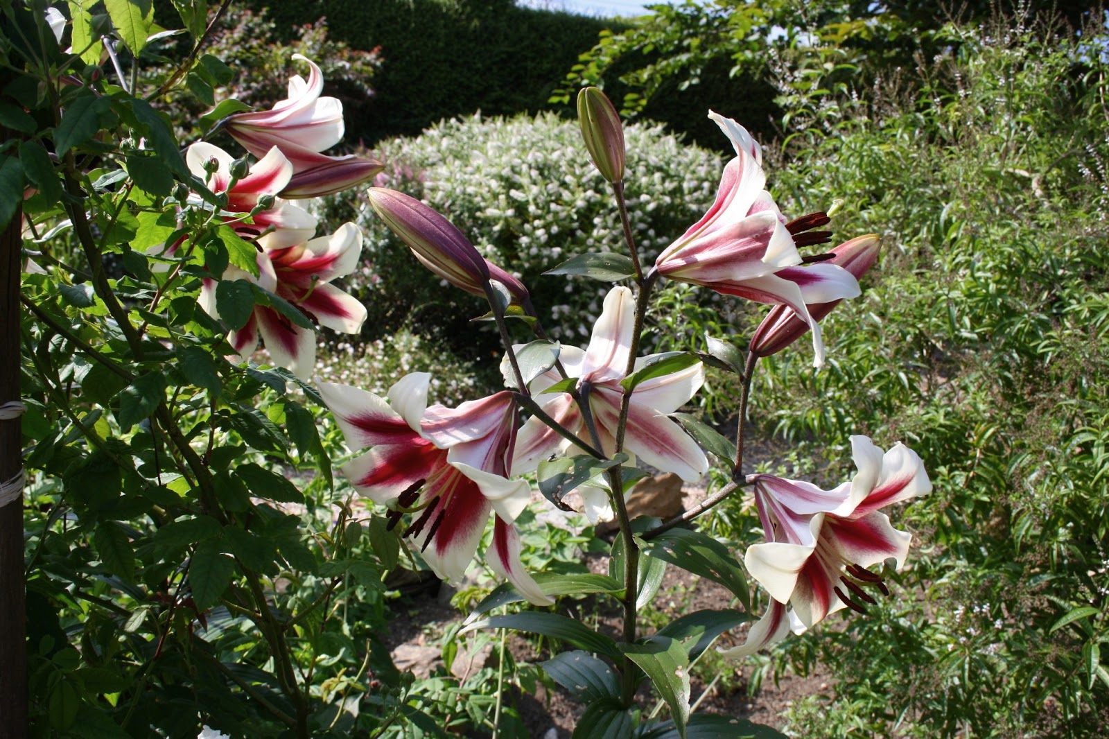 .: Lilium "Altari"
