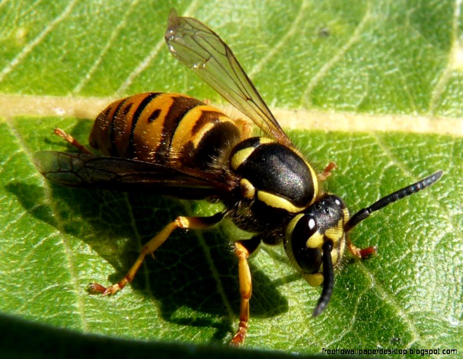 Yellow Jacket Wasp Yellow Jacket Wasp