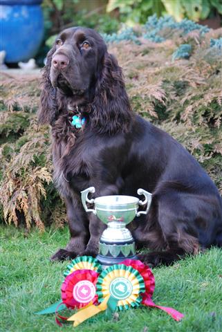 field spaniel society