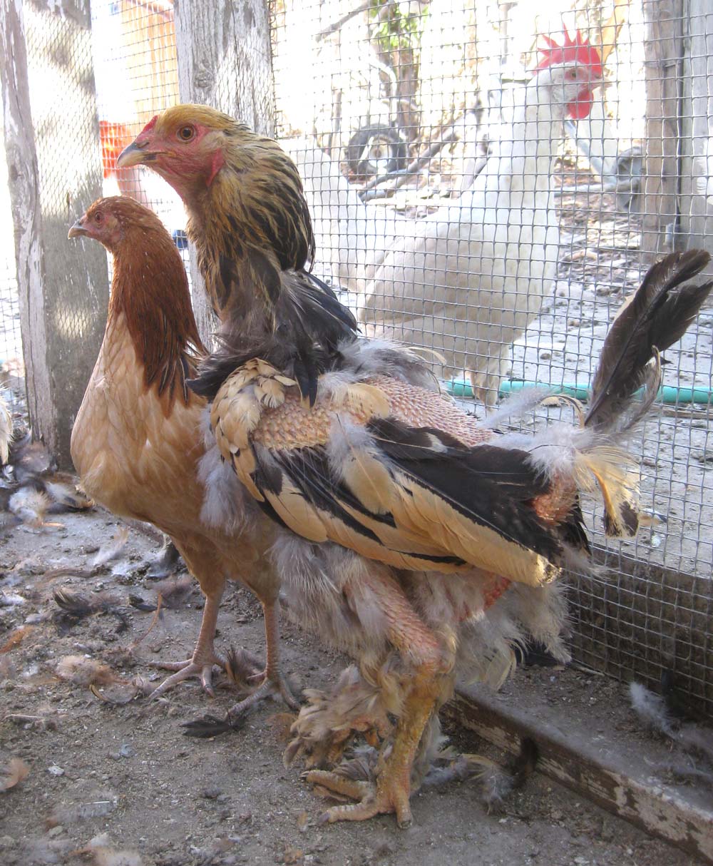 Collection 90+ Pictures What Do Chickens Look Like When They Molt Sharp