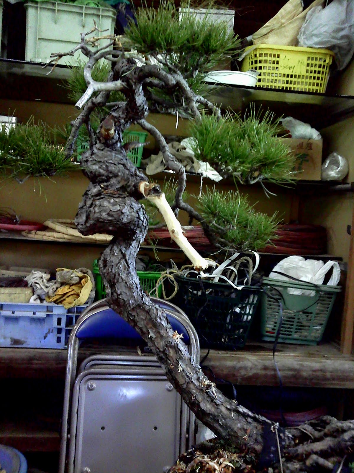 Yamabonsai Shunkaen working on a Black pine with reverse taper.