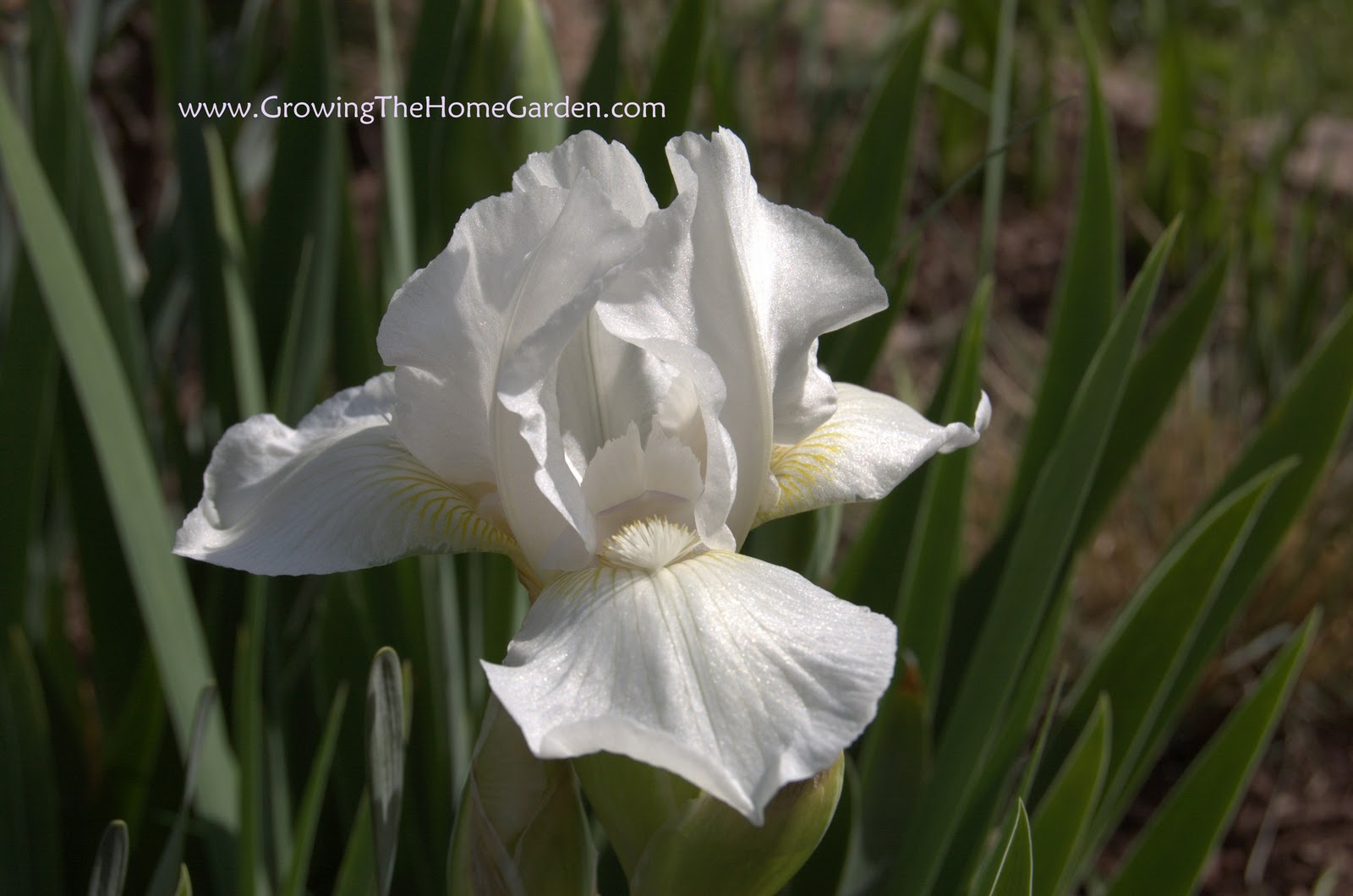 Already Time for Irises Growing The Home Garden