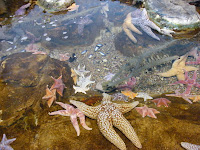 Starfish in rockpool at aquarium