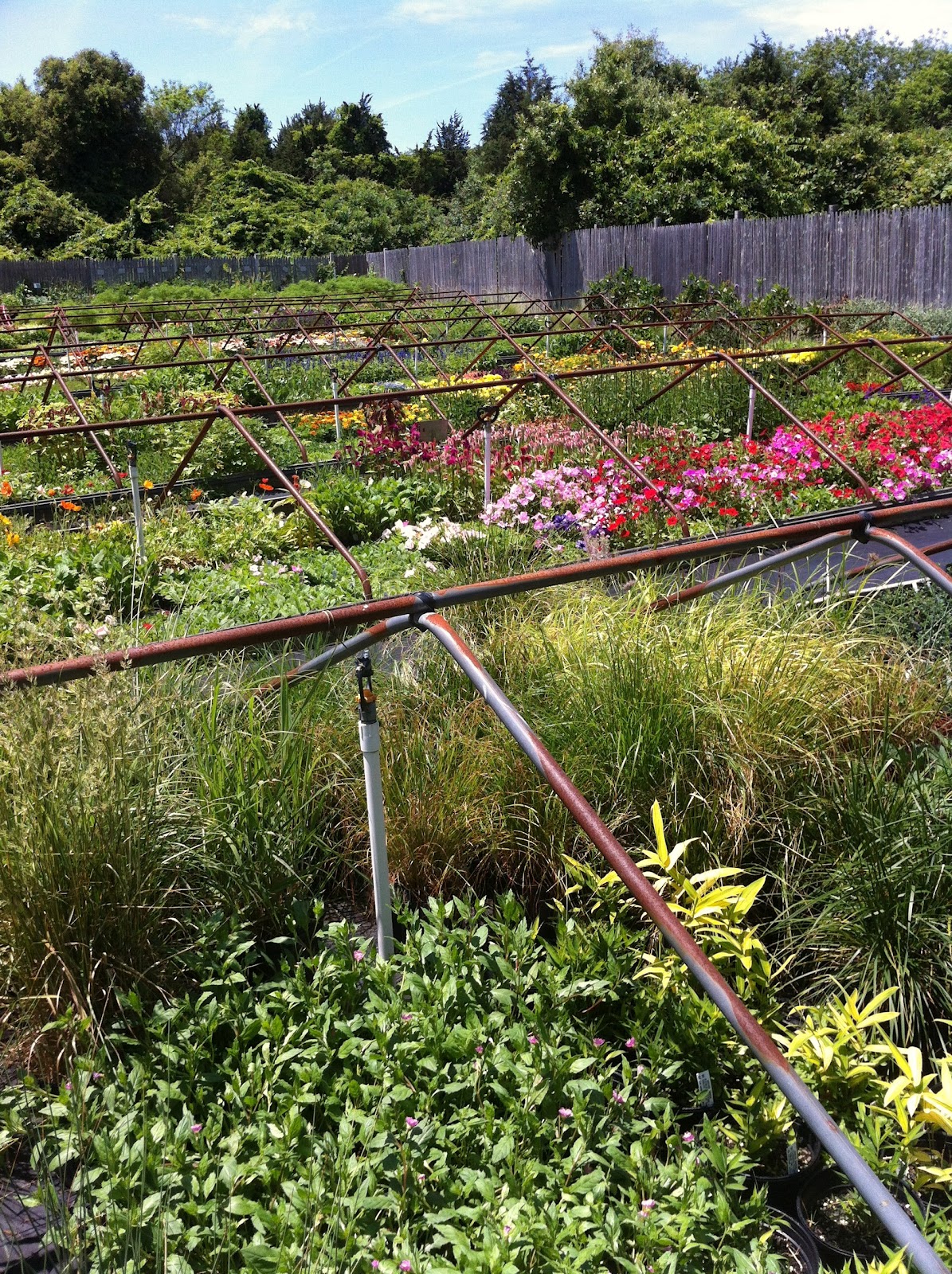 Nyack Backyard: July 2012