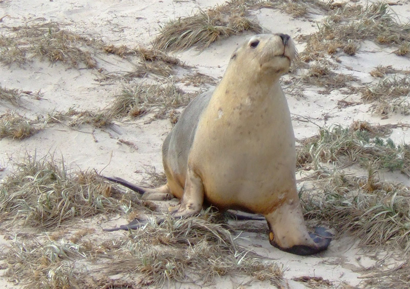 Australian Sea Lion