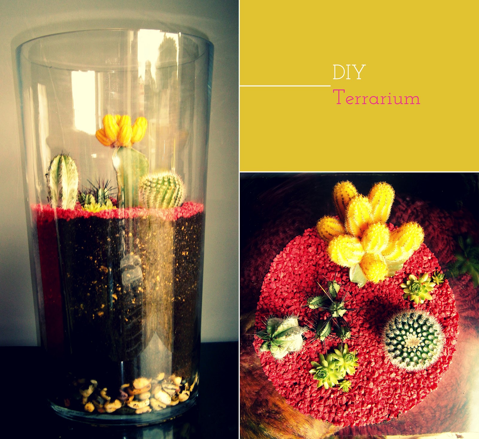 Sugar and Dinosaurs DIY3 Un terrarium de cactus