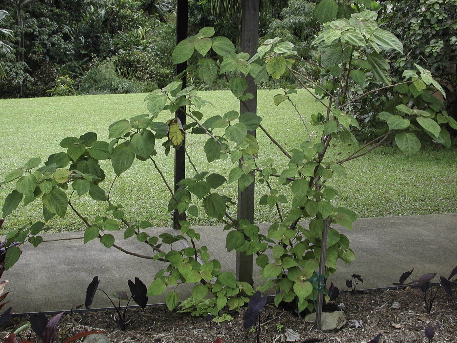 Mamaki A Hawaiian Medicinal Plant Hawaii Horticulture
