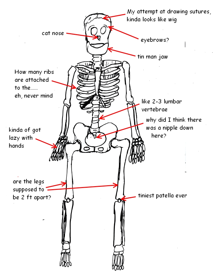 Cat Skeleton Quiz