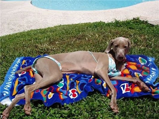 Funny Cats And Dogs Wearing Bikinis