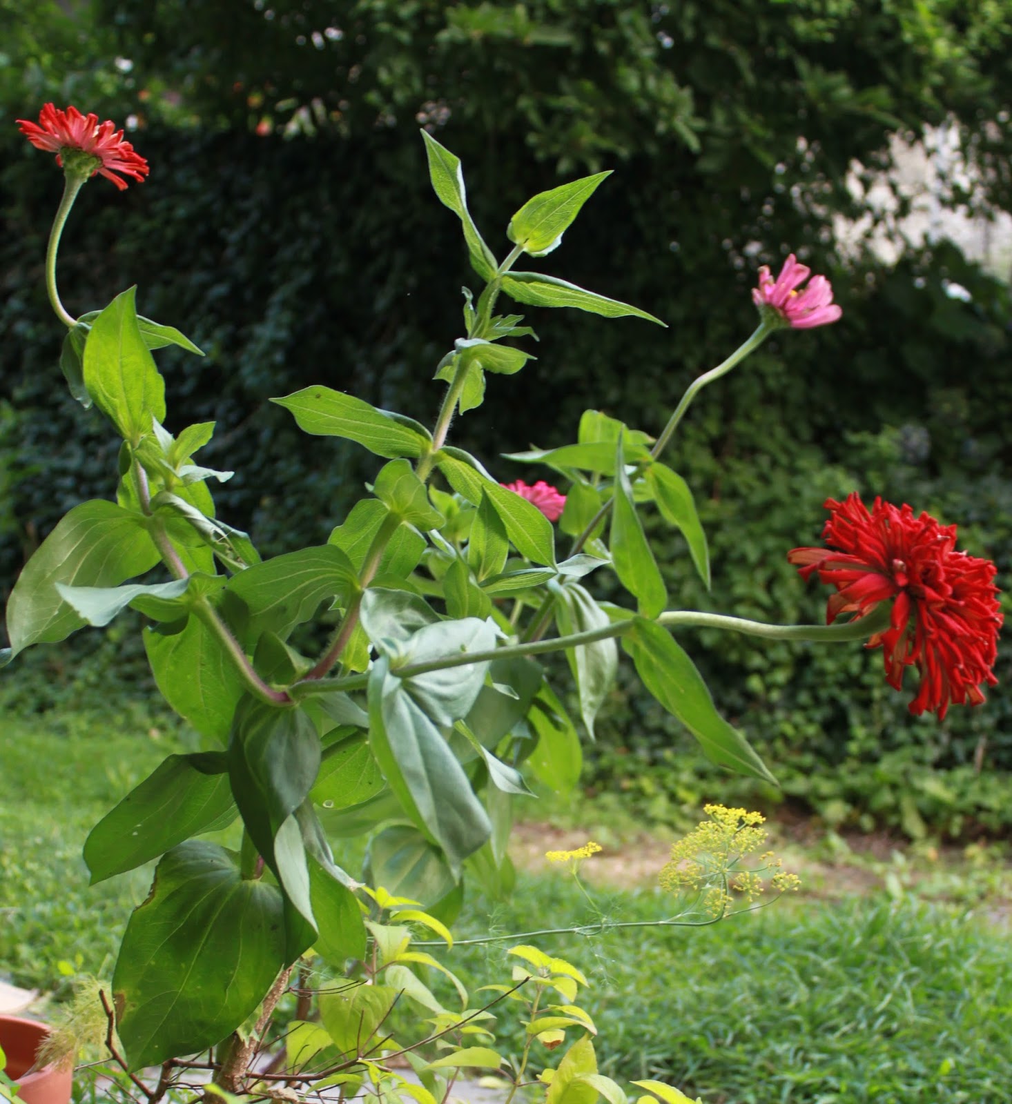 Penn State Extension Philadelphia Master Gardeners Twists and Turns