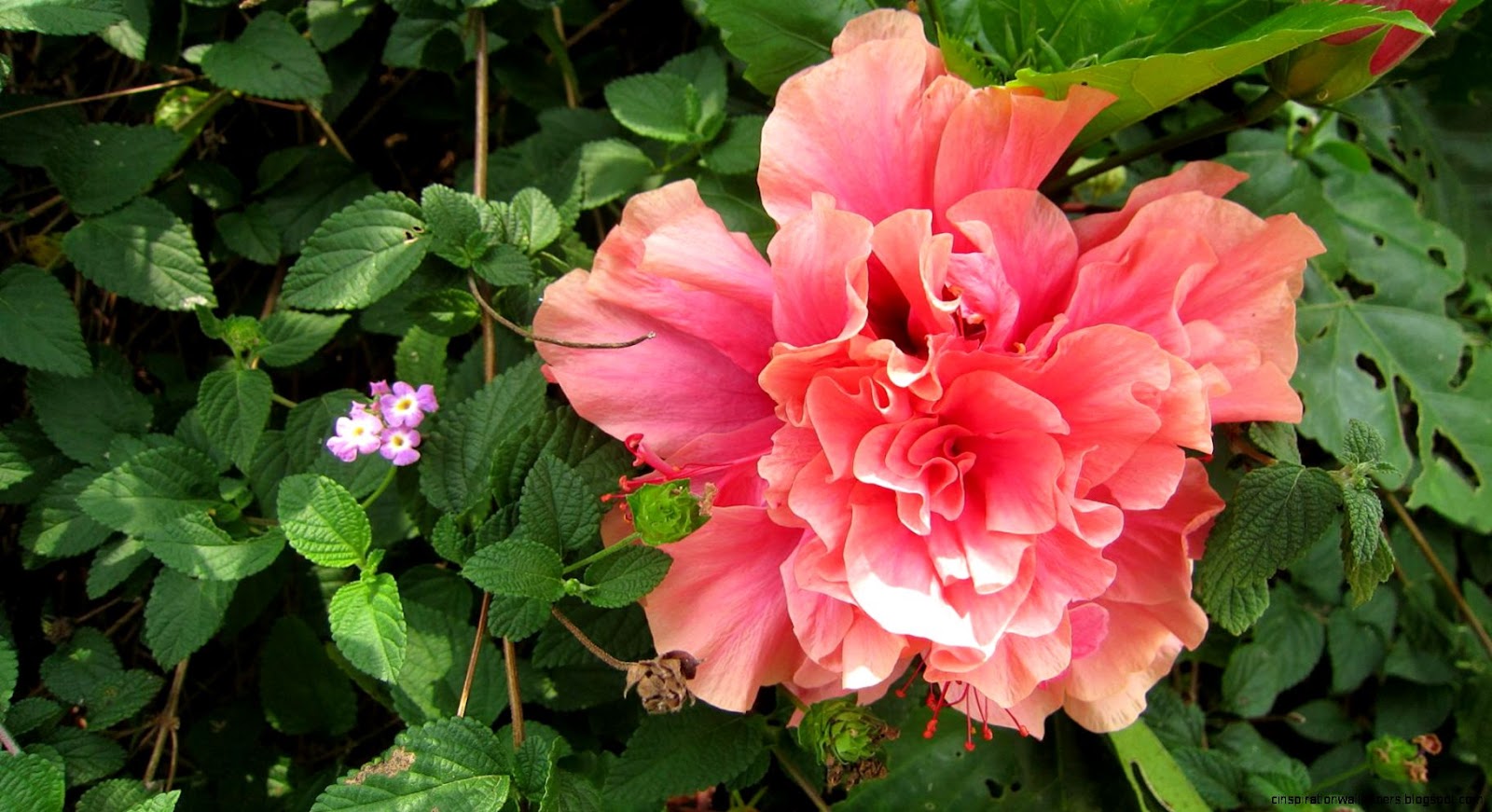 Hibiscus Rosa sinensis China Rose Flowering hd wallpaper 1799338 Hibiscus Rosa sinensis China Rose Flowering hd wallpaper 1799338