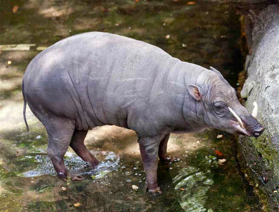 babirusa-7.jpg