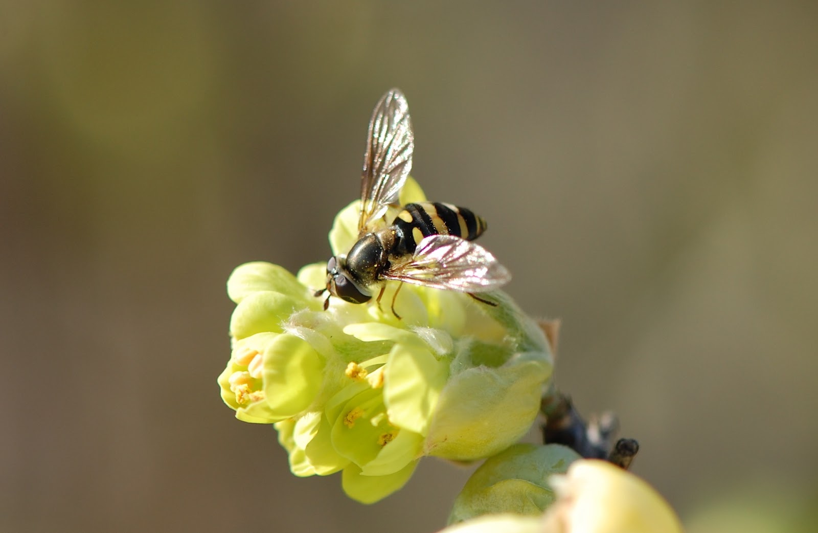 Urban Wildlife Guide Flower Flies