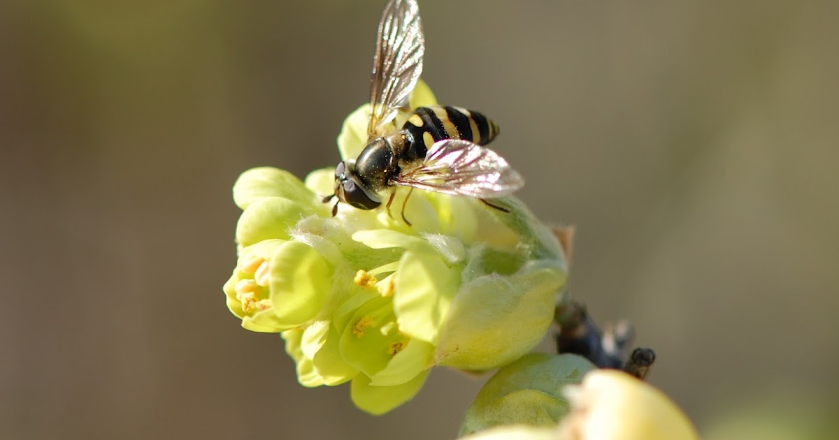 Urban Wildlife Guide Flower Flies
