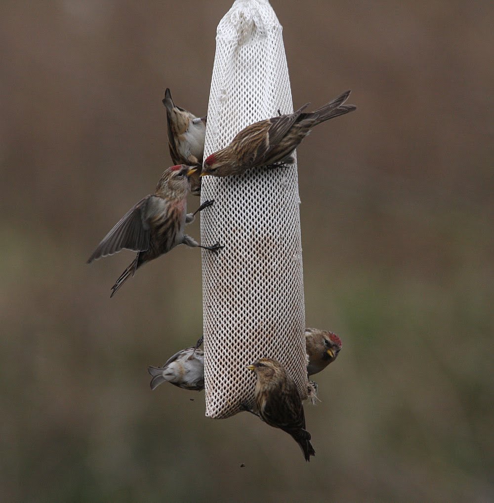 Bucktonbirder Sock It To Him