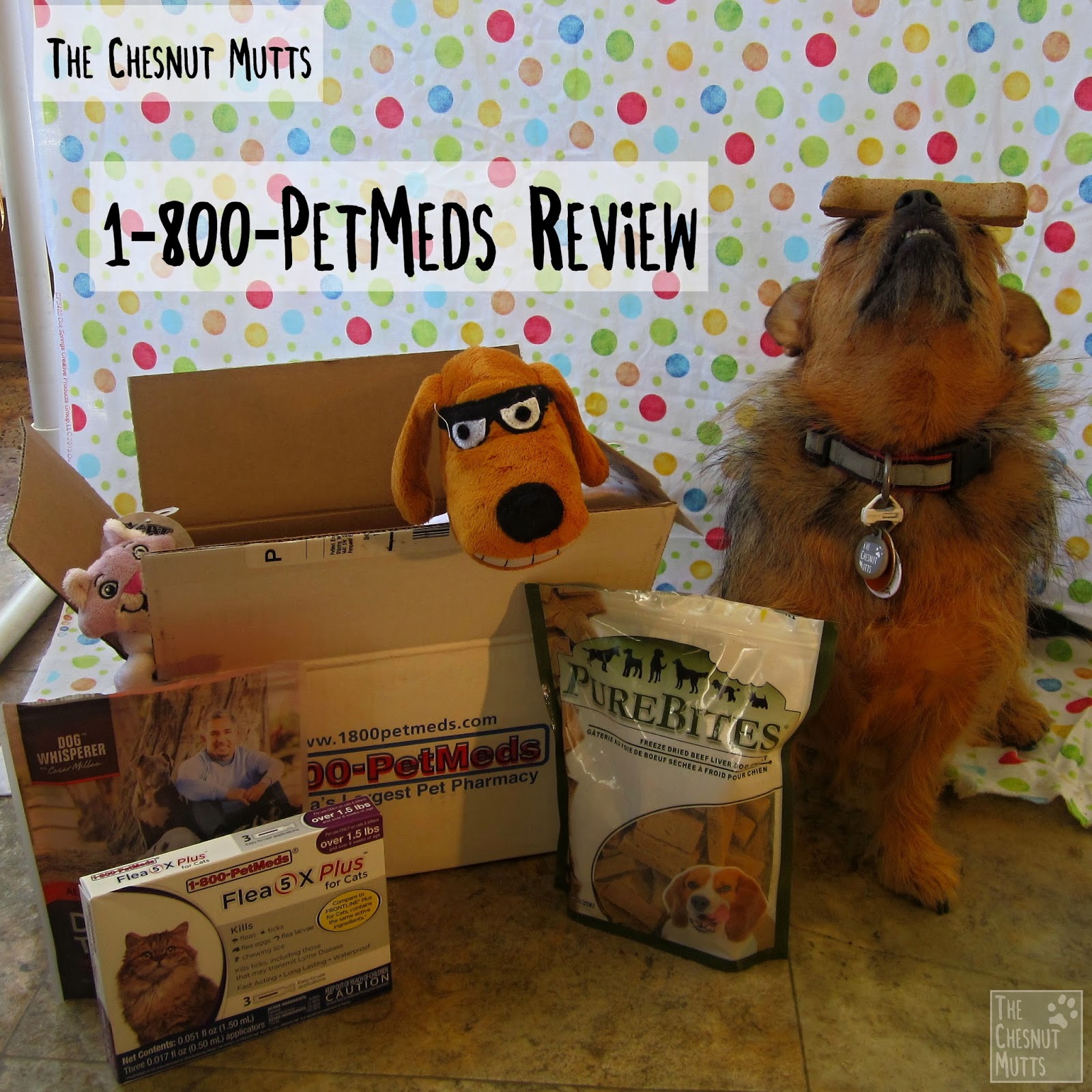 Review 1800PetMeds® The Chesnut Mutts
