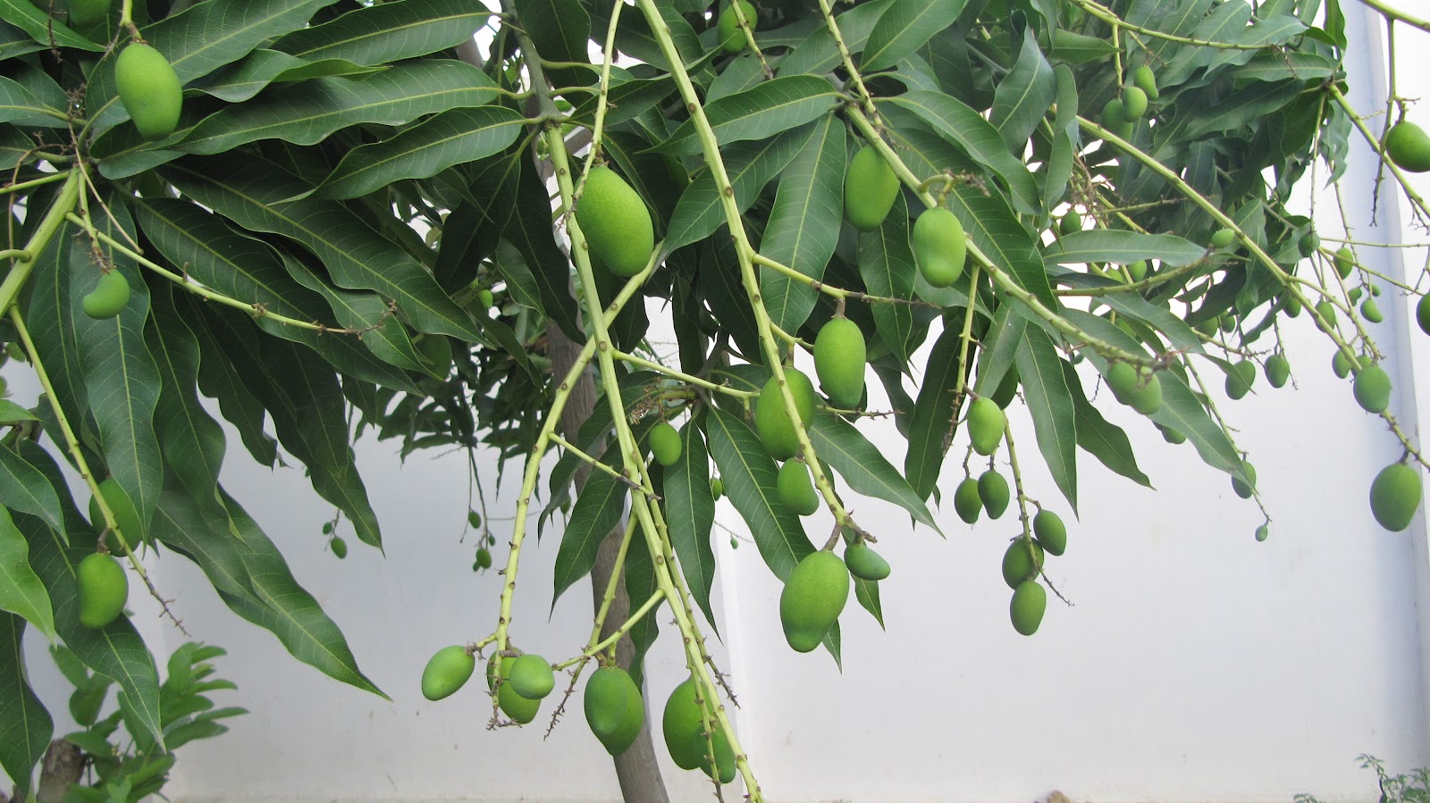 Amritodus Atkinsoni