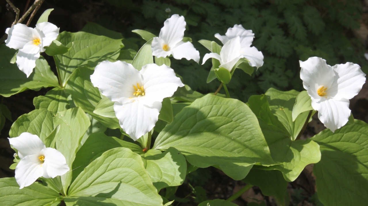 Kalamazoo Seasons Trillium Ravine