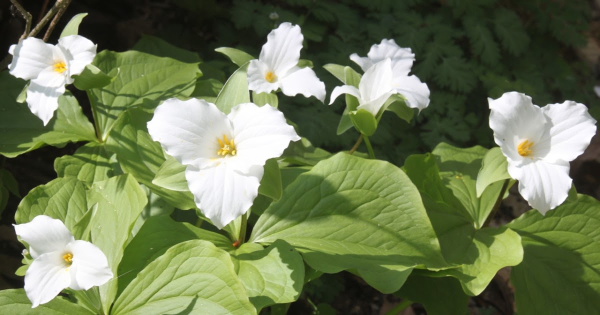 Kalamazoo Seasons Trillium Ravine