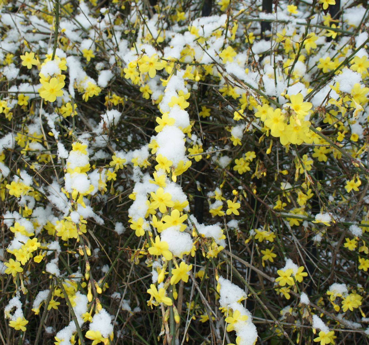 foragefor news winter flowering shrubs foragefor news winter flowering shrubs