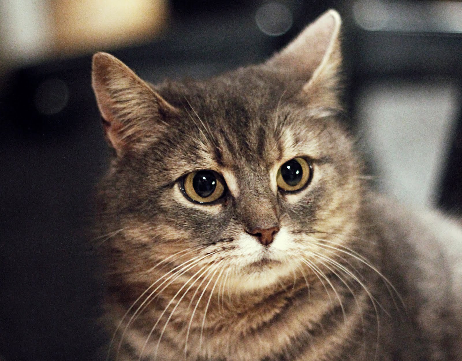 Om man är positiv som fan så går allting bra: En katt med barn i magen(04)
