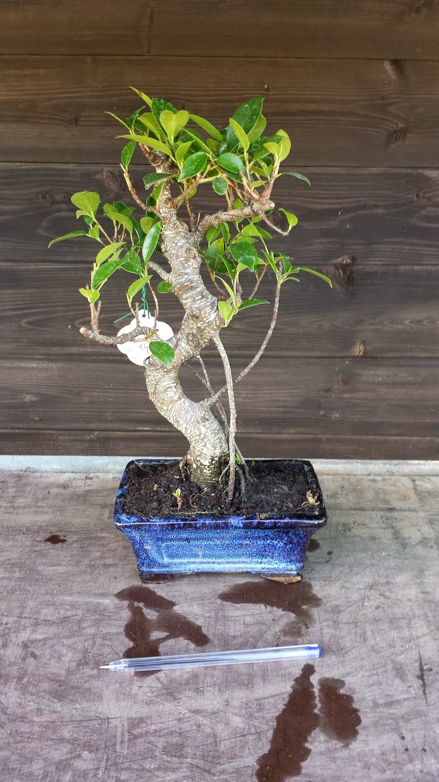 ficus anni 15 € 23,90