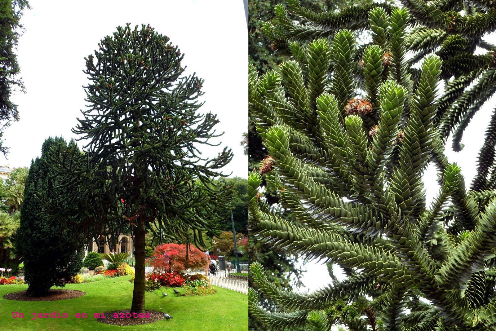 Un jardín en mi azotea: UN JARDÍN EN LA PLAZA DE GUIPÚZCOA DE SAN SEBASTIÁN