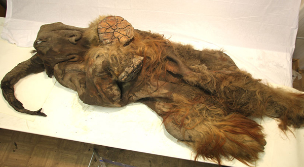 Frozen Mammoth Found
