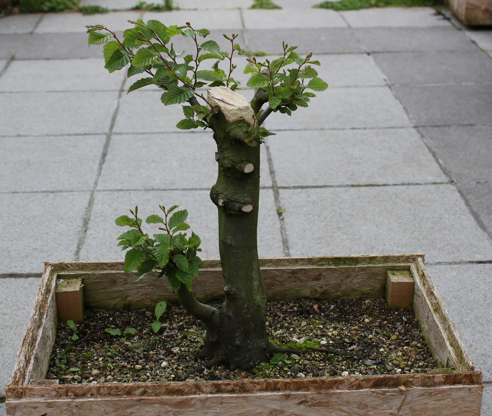 Over eigen gevormde en opgekweekte bonsai Bonsai Haagbeuk 1 update