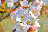 アルバム「桜’13」