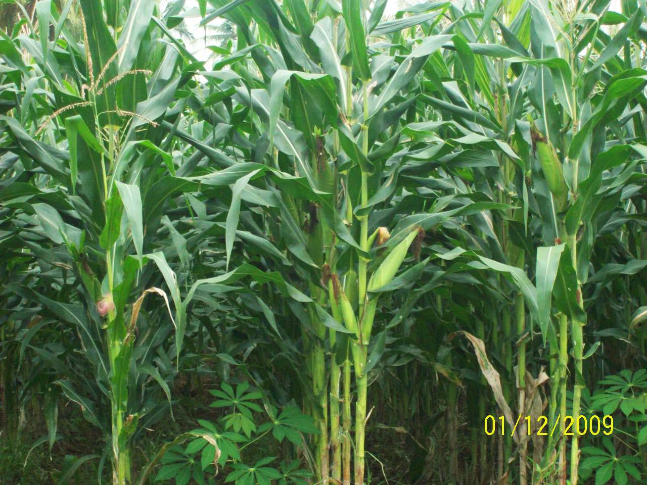 HORMON TUMBUHAN, atau ZPT (Zat Pengatur Tumbuh)