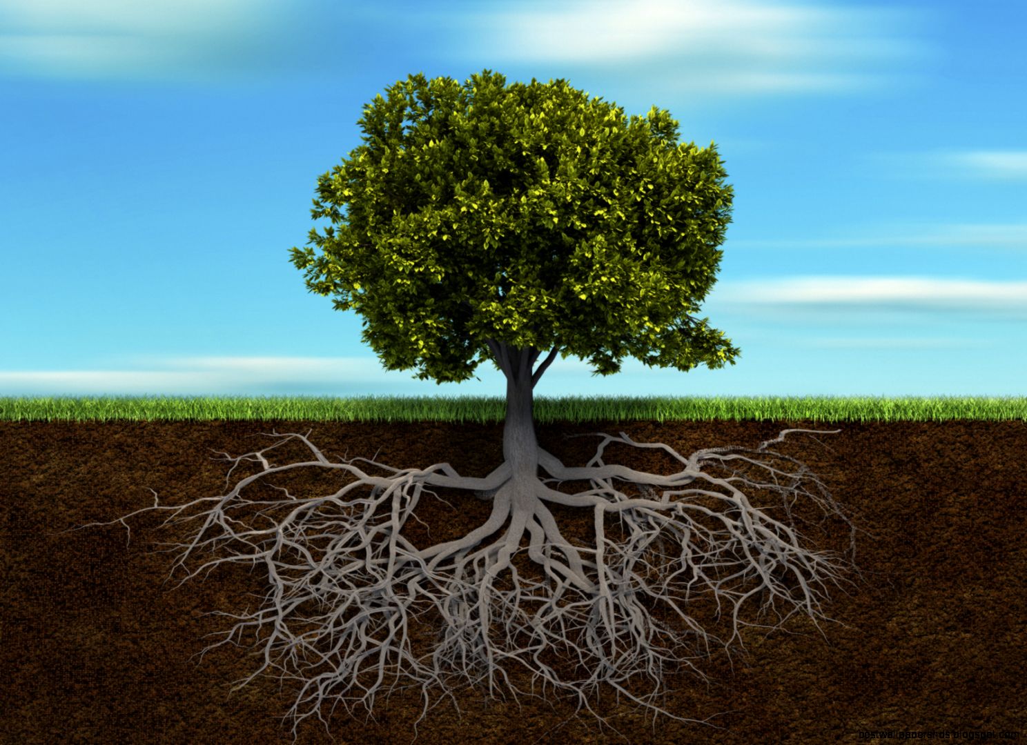 Tree with Roots in Soil Tree with Roots in Soil