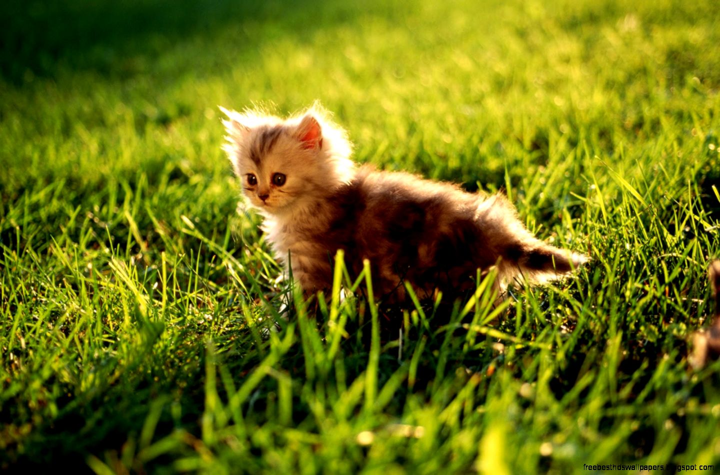 Cute Kitten Desktop Wallpaper Cute Kitten Desktop Wallpaper