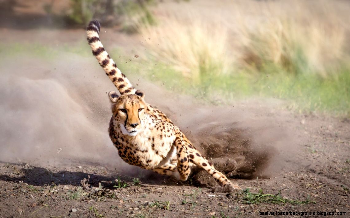Animal Ark Cheetah Run » Lisa VanDyke – Photography Art Life Animal Ark Cheetah Run » Lisa VanDyke – Photography Art Life