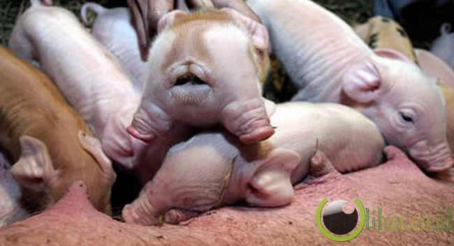 Babi berkepala dua Babi berkepala dua