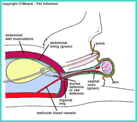 Gonadectomy Procedure Dogs And Cats Gonadectomy Procedure Dogs And Cats