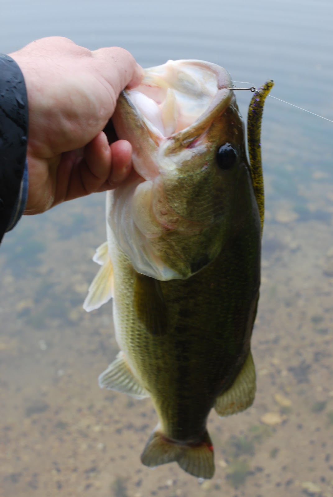 Litton's Fishing Lines Largemouth Bass & Pickerel! Plastic Worms, Spinnerbaits in Rain; Round
