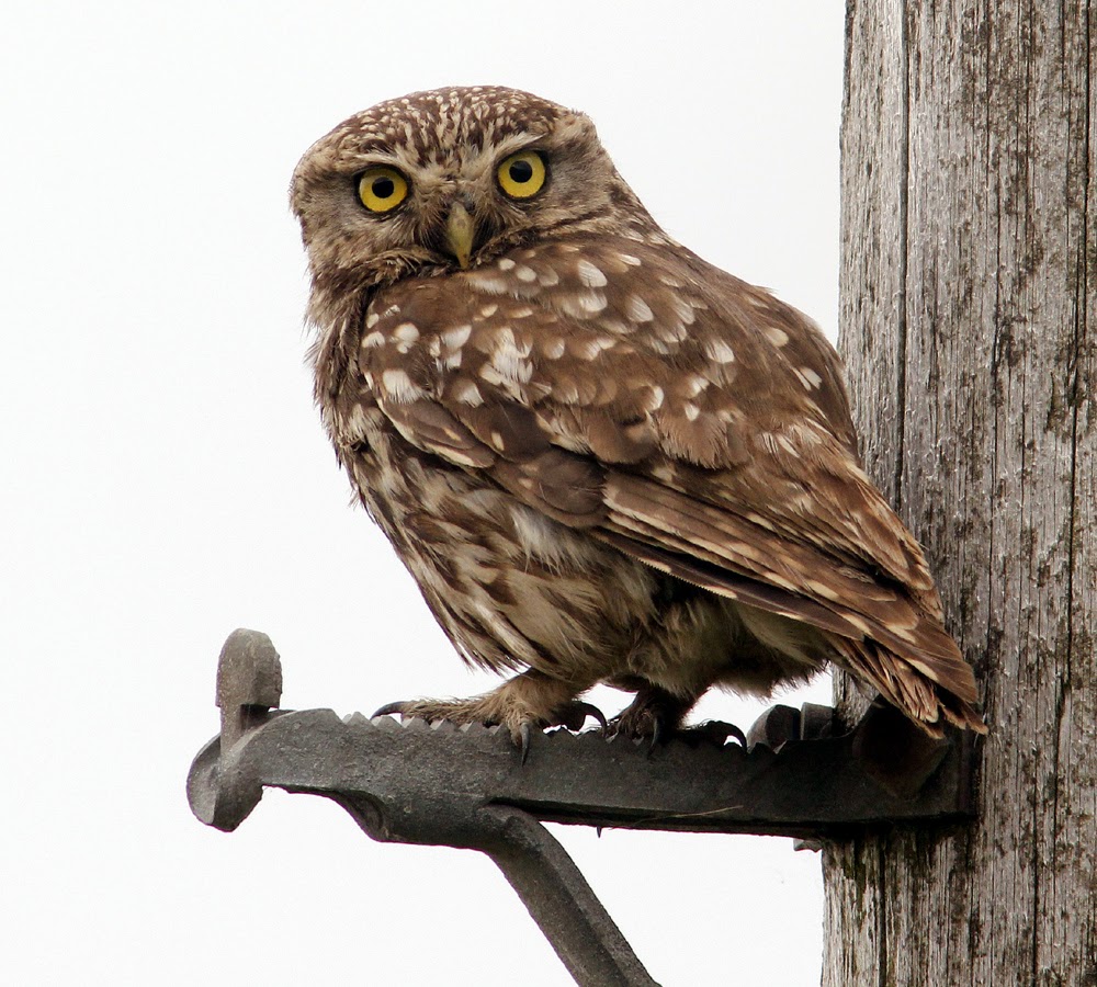 Another Bird Blog Good Morning Owls