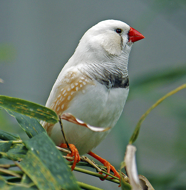 finches finches