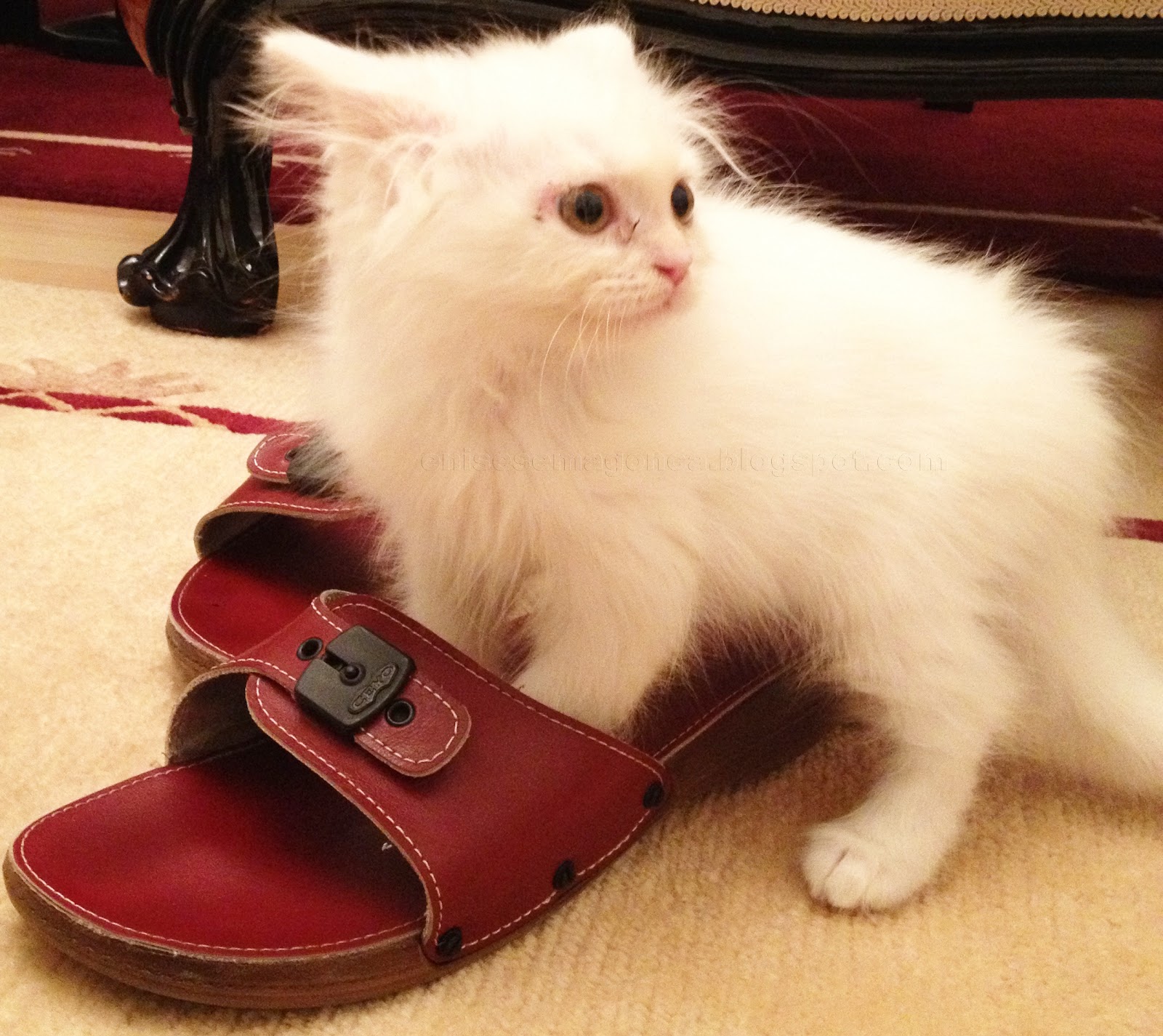 İRAN KEDİSİ ARAPÇA ARABİC LANGUAGE