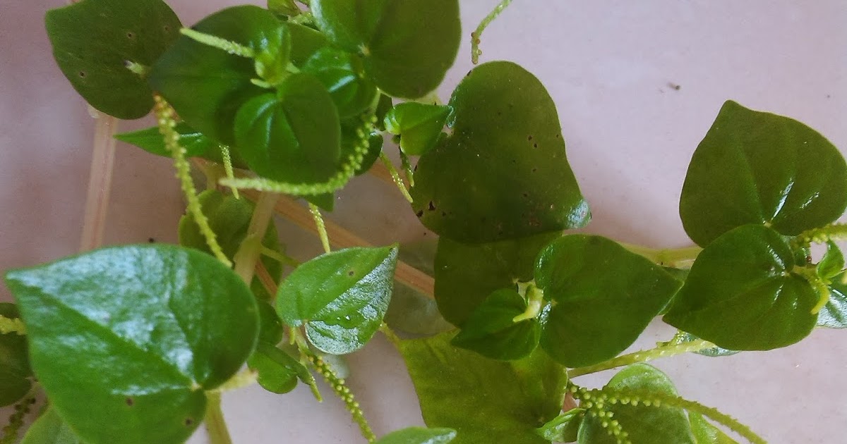 Pansit-pansitan in english image