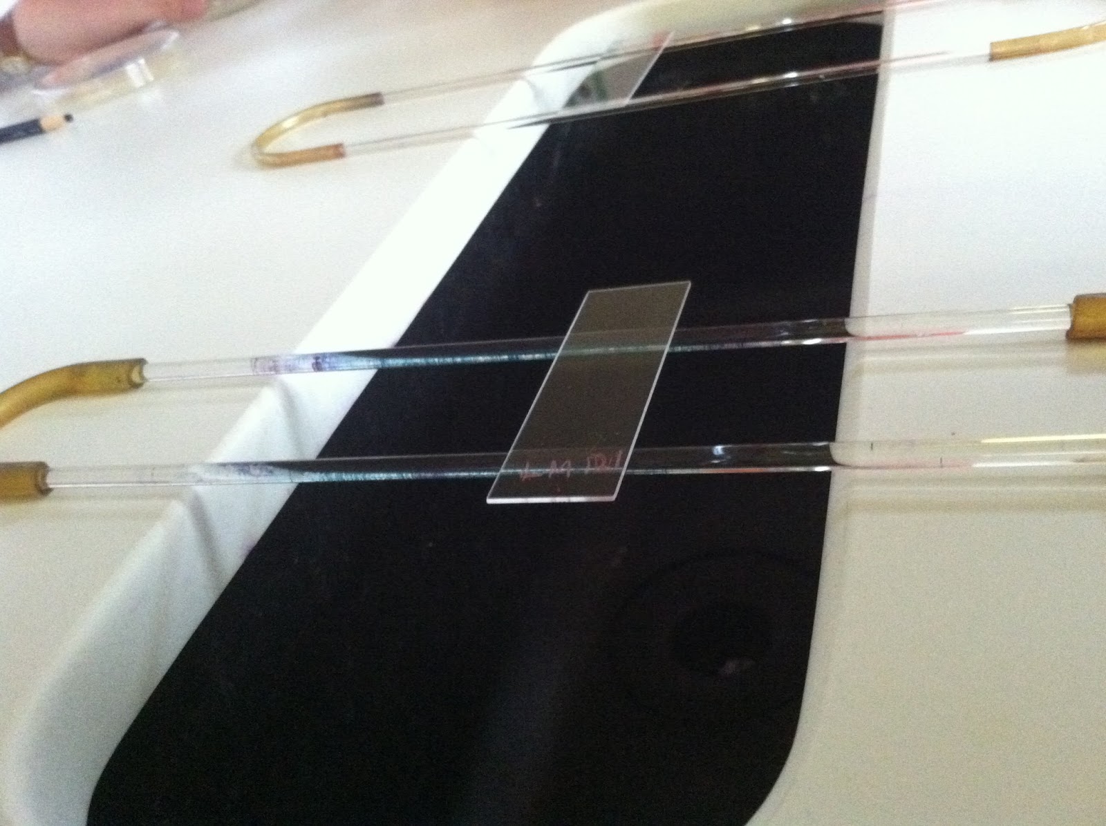 Rose & Lindsey's Medical Microbiology Blog Staining Bacteria