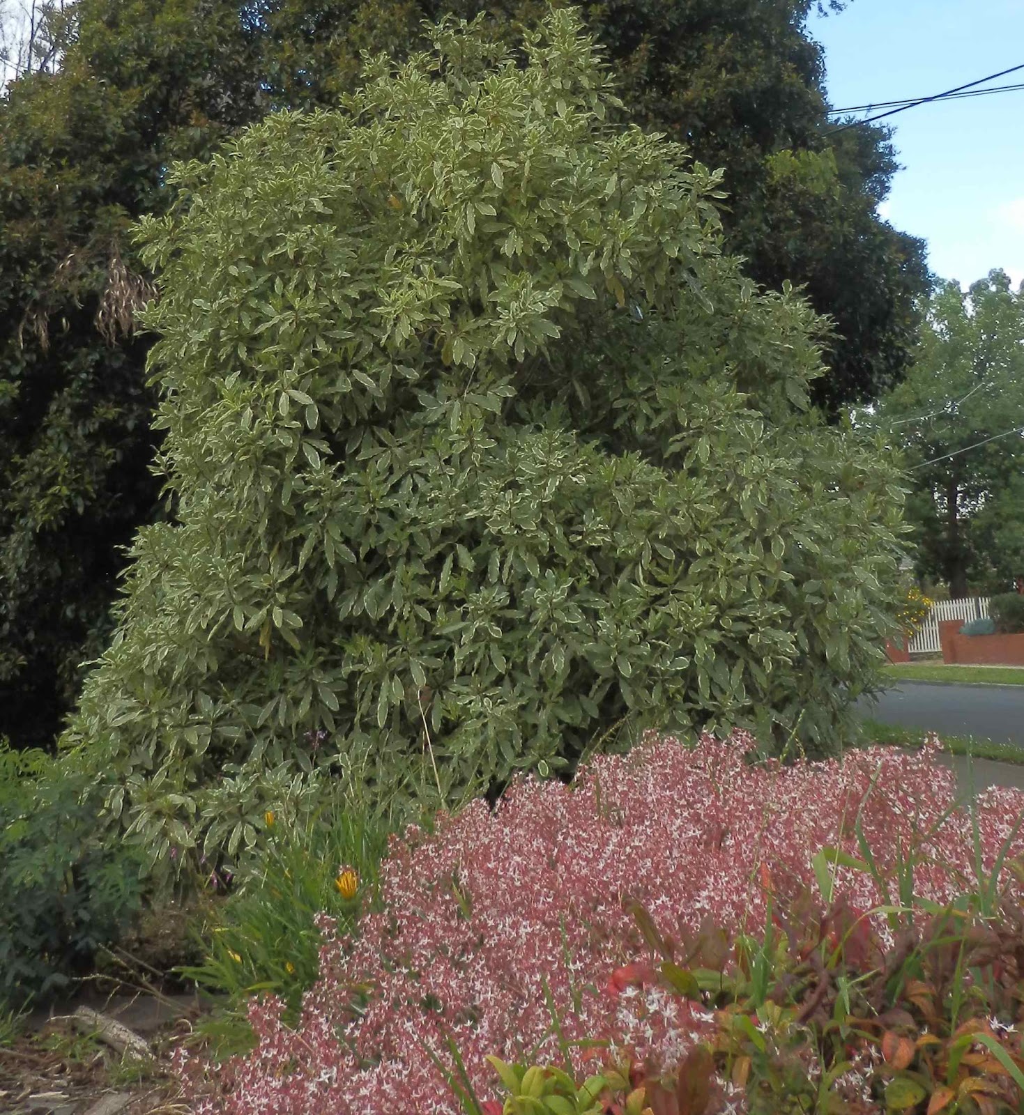 Future Plants By Randy Stewart Pittosporum